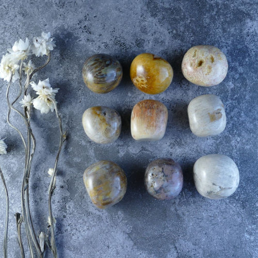 Dumi's Crystals Coral Jade Tumbles - Unleash the beauty and power of fossilized coral! These smooth stones (2-2.5cm) in captivating shades of brown, green, and cream promote grounding and positive energy. 