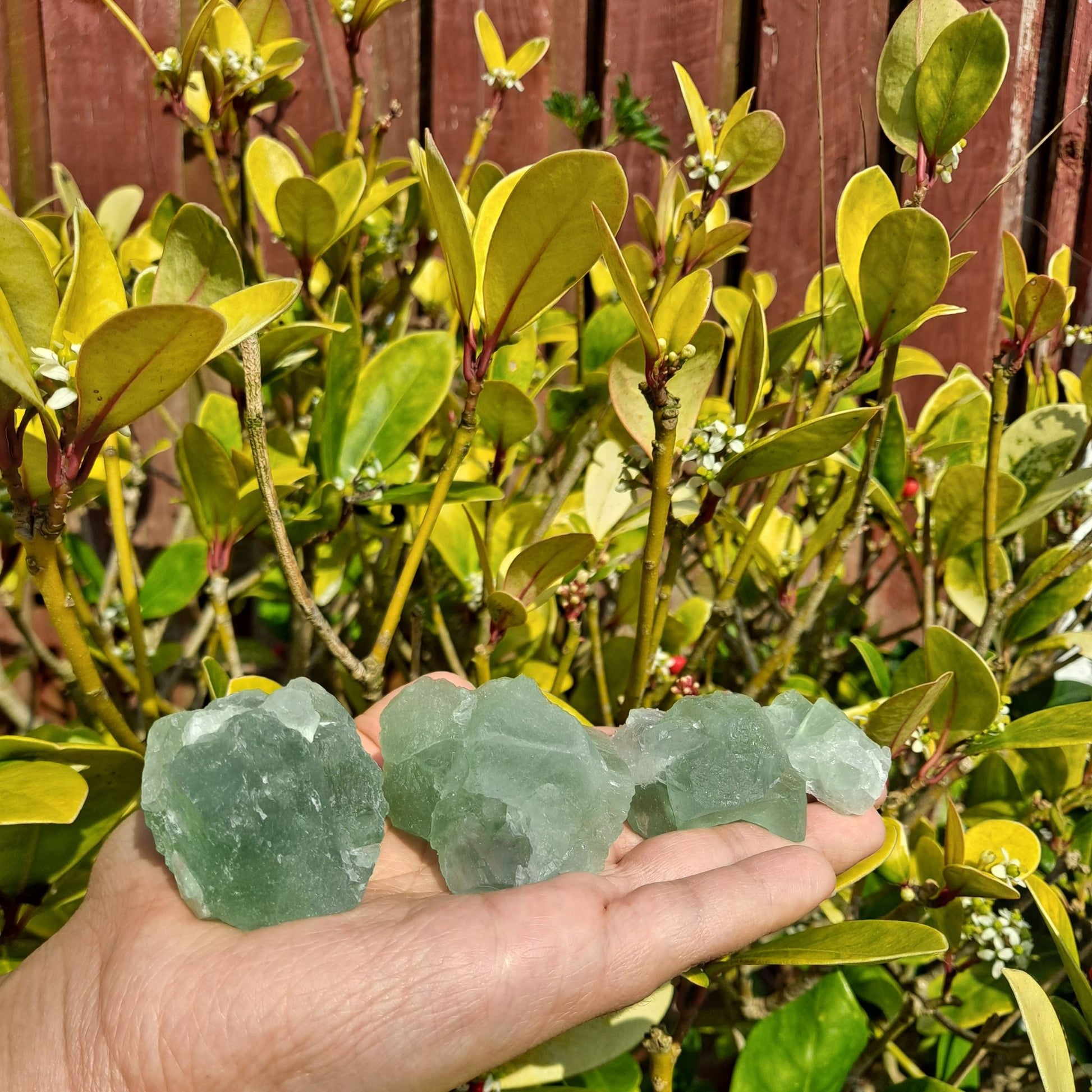 Dumi's Crystals | Rough Green Fluorite Crystals (Harmony & Clarity) | A handful of Rough Green Fluorite Crystals radiate vibrant energy. Renowned for promoting emotional balance, mental clarity & physical healing, hold them during meditation or carry them throughout the day to cultivate peace, focus & creativity. Embrace well-being with Rough Green Fluorite from Dumi's Crystals!