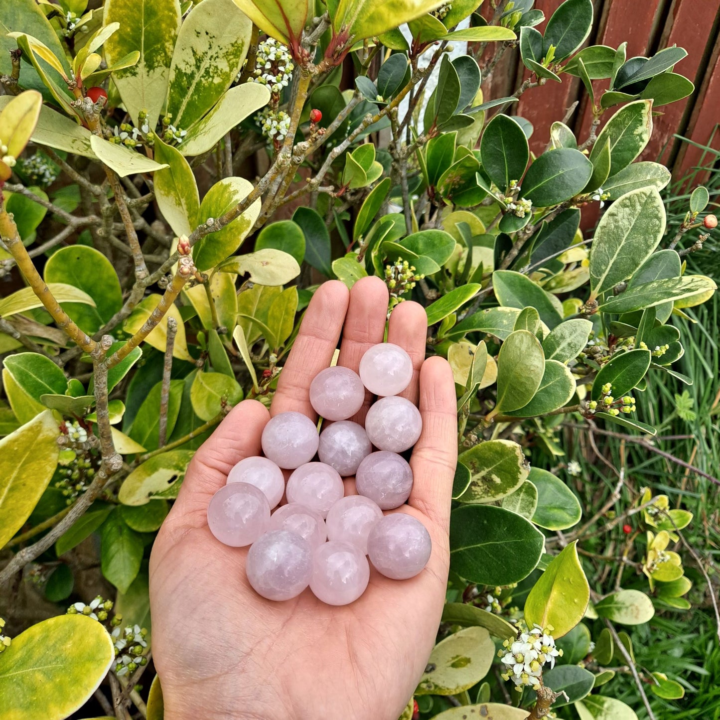 Dumi's Crystals | Rose Quartz Mini Spheres (20mm) | A collection of captivating Rose Quartz Mini Spheres (20mm), each displaying variations in their soft pink hues. These portable spheres are perfect for carrying with you, using in meditation, or creating crystal grids to cultivate love, compassion, and emotional healing.